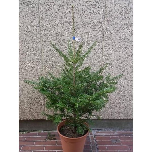 モミの木 もみの木高さ100cm（鉢植え） クリスマスツリーに最適