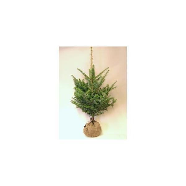 もみの木 植木」の人気商品一覧 | 安い商品を通販サイトから探す