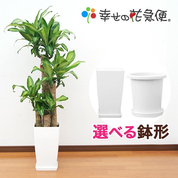 観葉植物 幸福の木8号プラスチック鉢 高さ約120cm 佐川急便 4月上旬