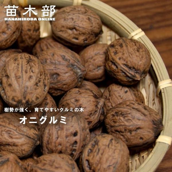 hanahirobaonline_onigurumi