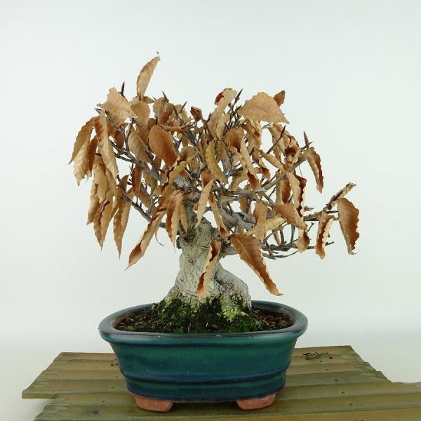 haniwa-bonsai_270-23800-01