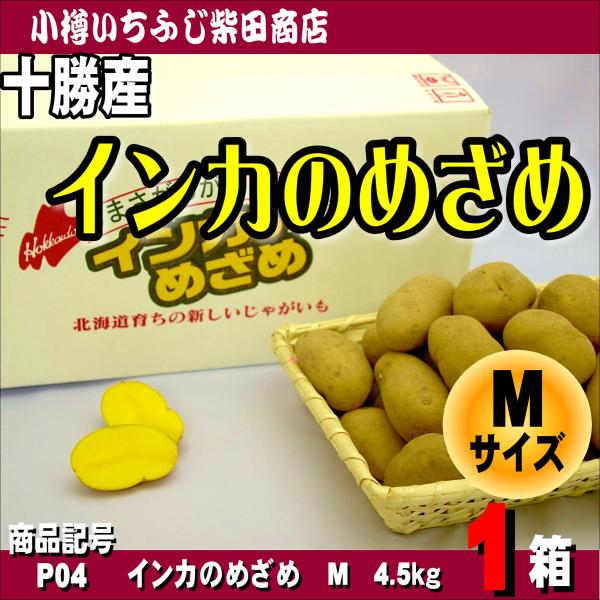 ichifuji-shibata_800024