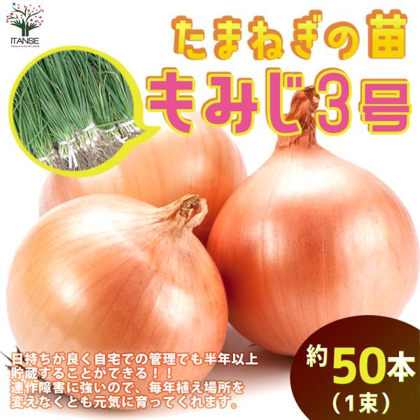 itanse_nae01203