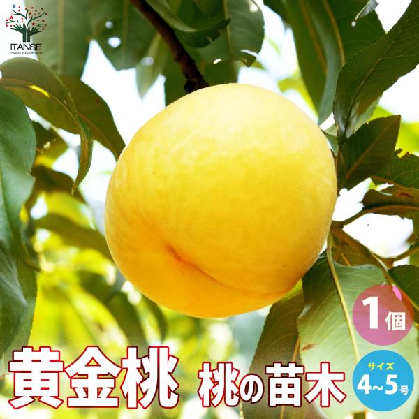 itanse_nae01636