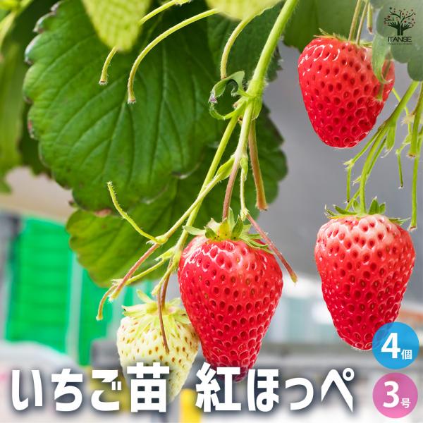 いちごの苗 紅ほっぺ 野菜の苗 3号/お買い得4個セット イチゴ苗 イチゴ