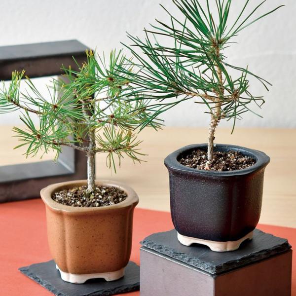 item-japan_gd-992