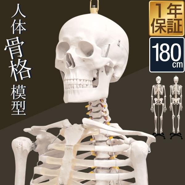 1年保証 人体模型 骨格模型 骨 等身大 身長約166cm 展示スタンド付き