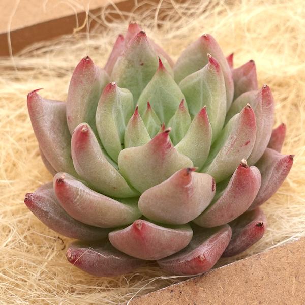 latestplants2019_l240312018