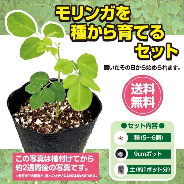 モリンガを種から育てるセット : 森のサプリ モリンガ - 通販 - Yahoo