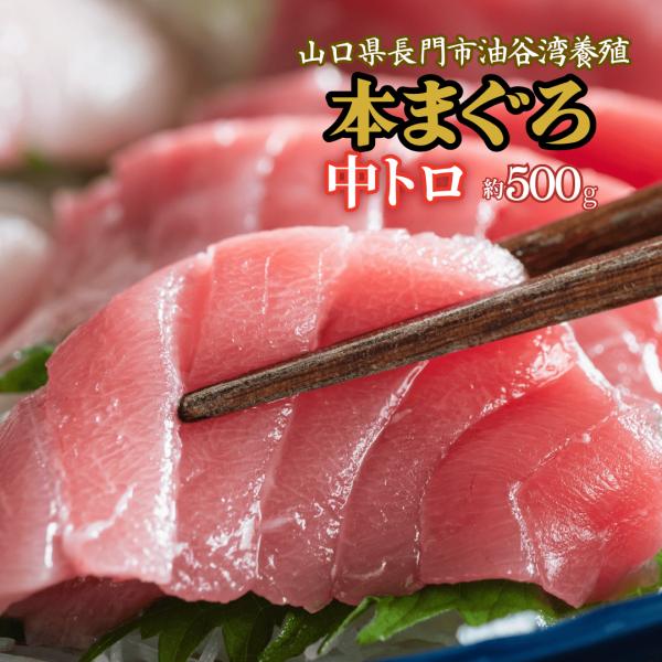 本まぐろ中トロ500g約5人前 山口県長門市油谷湾養殖 本マグロ 柵 刺身