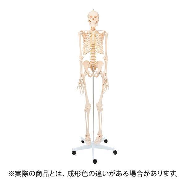 人体模型 骨格模型 キャスター付き 170cm 7ウェルネ 全身 等身大 模型