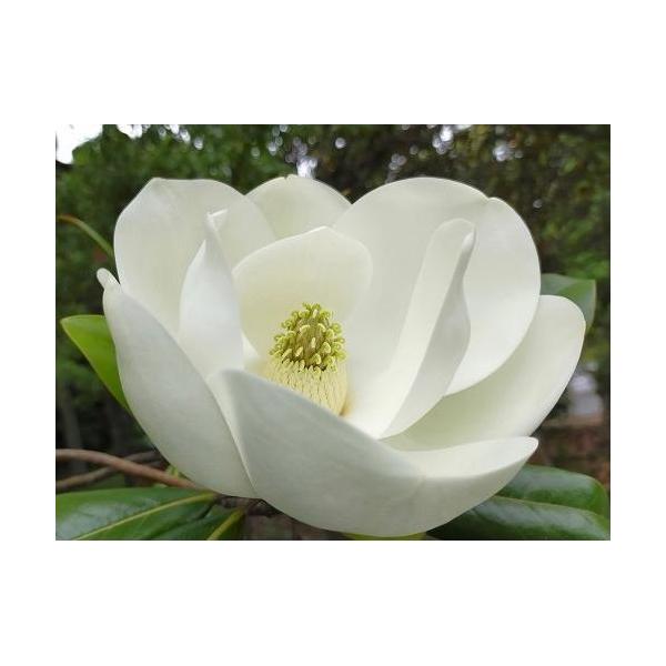 sfleur_200023