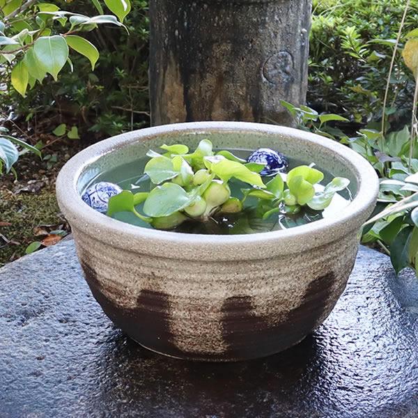 信楽焼 睡蓮鉢 メダカ鉢 おしゃれ めだか鉢 陶器 水鉢 ビオトープ