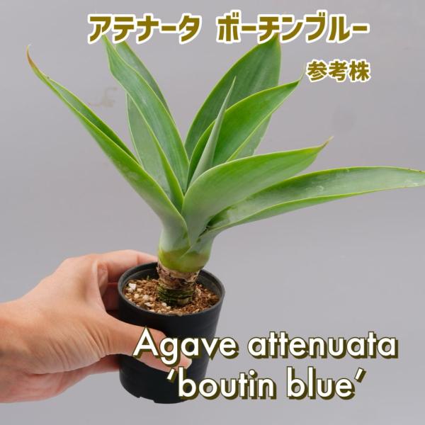 アガべ アテナータ ボーチンブルー Agave attenuata 'boutinblue