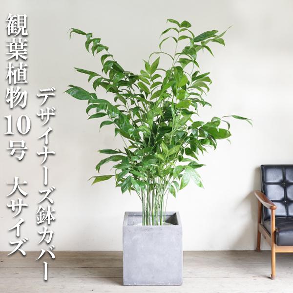 高性チャメドレア ヤシの木 観葉植物 10号 大型 キューブ型 高級鉢