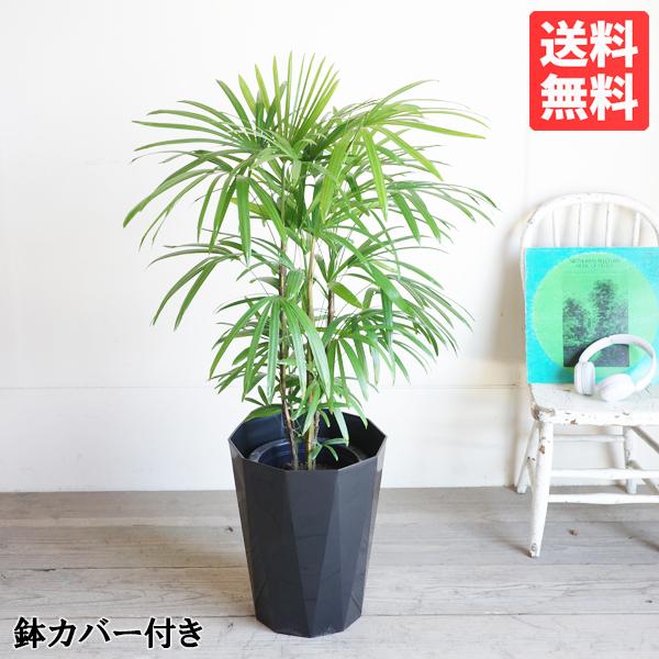 棕櫚竹 シュロチク 8号 スタイリッシュな黒色鉢カバー 寒さに強い