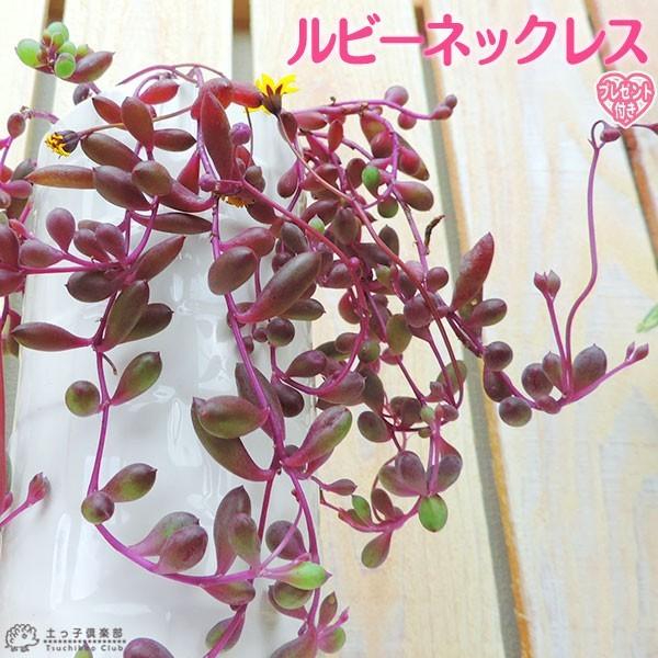 多肉植物 『 ルビーネックレス 』 7.5cmポット苗 （ 鉢と受け皿