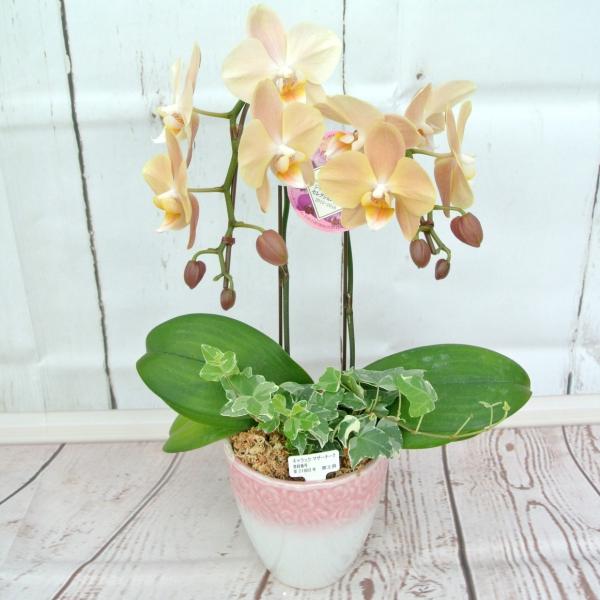 母の日 Mother's Day 胡蝶蘭【マザーチーク】5号鉢 2本立ち 陶器鉢