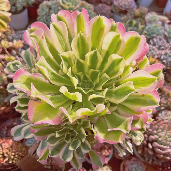 ruruplant-store_taniku685775