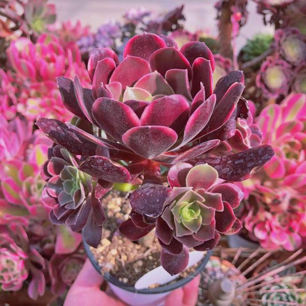 多肉植物 カシミヤバイオレット錦 3~5頭 大群生 傷あり るる農園