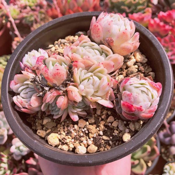 新入荷 多肉植物 ピンクベリー 大群生 るる農園 : るる農園 - 通販