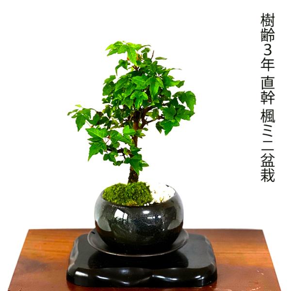 wagokorobonsai_wb0035c