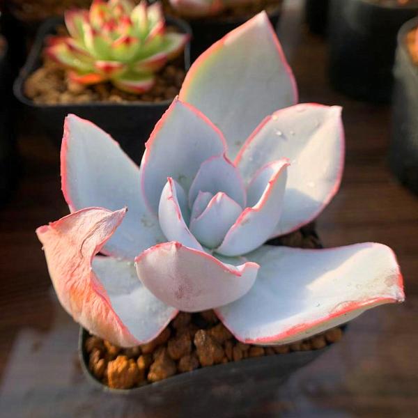 農園直売 多肉植物 寄せ植え エケベリア属 カンテ（大） 抜き苗 観葉