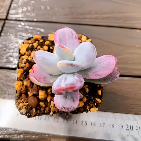 農園直売 多肉植物 寄せ植え エケベリア属 ダルマ福娘錦（群） 美苗