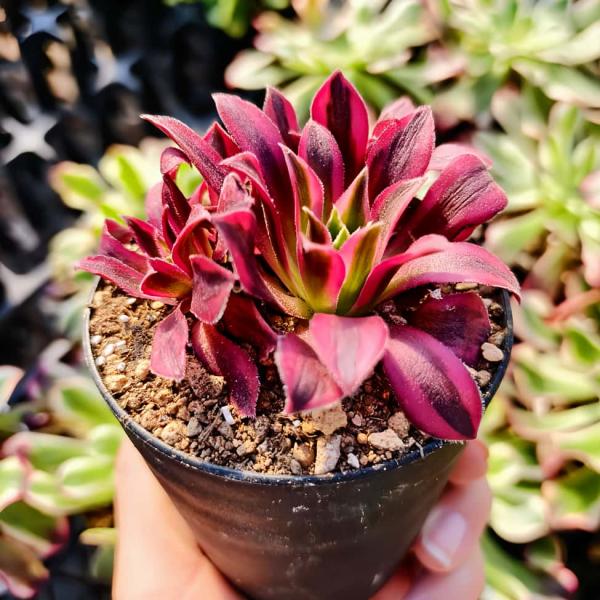農園直売 多肉植物 アエオニウム属 金雀（群） 新品種 観葉植物