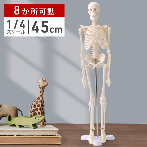 人体模型 骨 人体骨格模型 骨格標本 45cm 1/4 モデル 人体模型可動