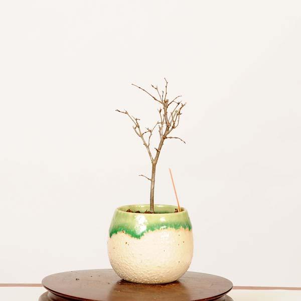 盆栽：欅(けやき)*現品 一点物 ケヤキ Zelkova serrata Keyaki bonsai