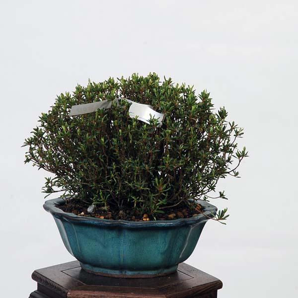 盆栽：早乙女さつき 現品*皐月 サツキ satsuki bonsai 小品盆栽 : 遊恵
