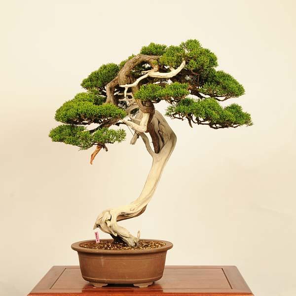 盆栽 特選：糸魚川真柏*一点物 現品 しんぱく シンパク Shinpaku