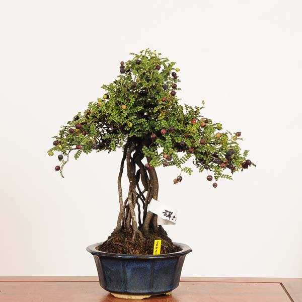 盆栽：磯山椒(いそざんしょう)現品*サンショウ Isozansyo Osreomeles