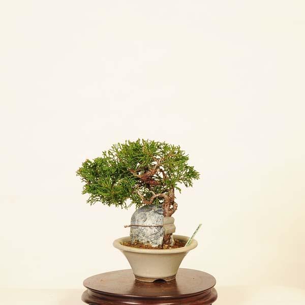 盆栽：糸魚川真柏石付 現品* しんぱく シンパク Sabina chinesis