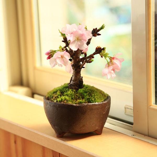 桜盆栽 鉢色選べる：ミニ太 一才桜（信楽焼足付浅鉢）* (2024年開花