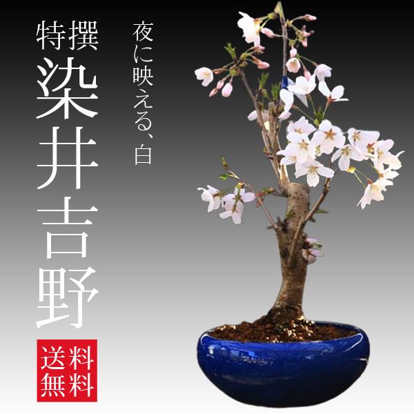 桜盆栽：特選染井吉野桜 瀬戸焼青鉢*（2026年春開花予定） bonsai