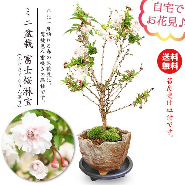 桜ミニ盆栽 ：富士桜淋宝（信楽花型小鉢）*苔と受け皿付き(2024年春