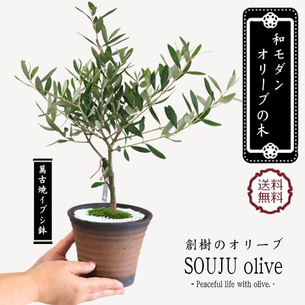 和モダン盆栽：オリーブの木*(萬古焼イブシ反鉢)(苔・寒水)SOUJU（創樹