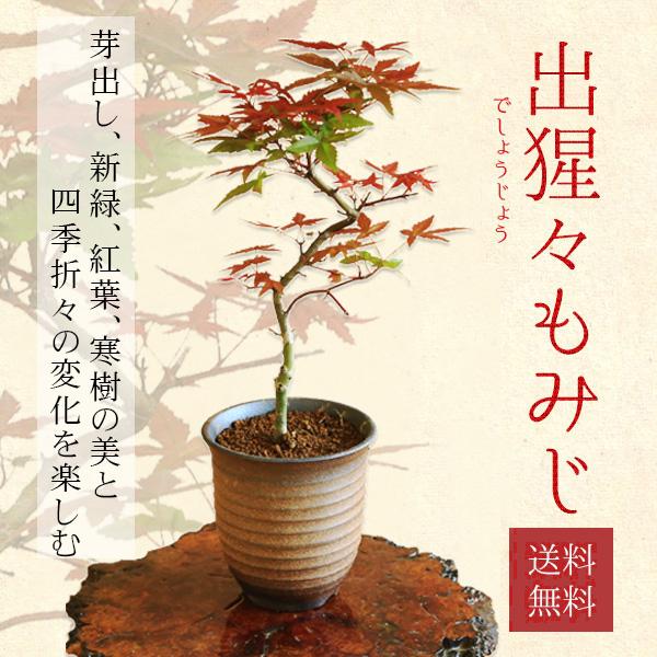 盆栽：出猩々もみじ曲*(萬古焼イブシ深鉢) ＜2025年落葉＞momiji