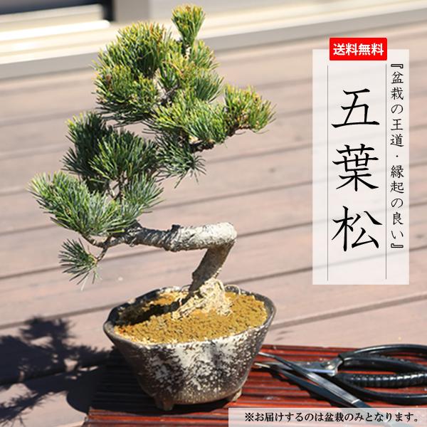 小品盆栽：五葉松（瀬戸焼変形鉢)* 祝い ギフト gift 誕生日祝 開店祝