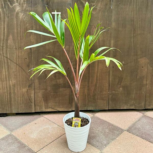 おしゃれ 観葉植物・希少：トックリヤシ(徳利椰子)*とっくりやし 6号