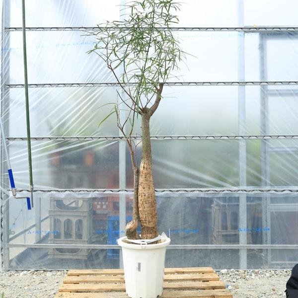 観葉植物・希少：ブラキキトン（ボトルツリー）*現品・大型便配送