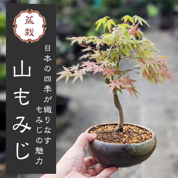 小品盆栽：山もみじ(瀬戸焼三彩鉢)*＜2025年落葉＞和 鉢植え 紅葉狩り
