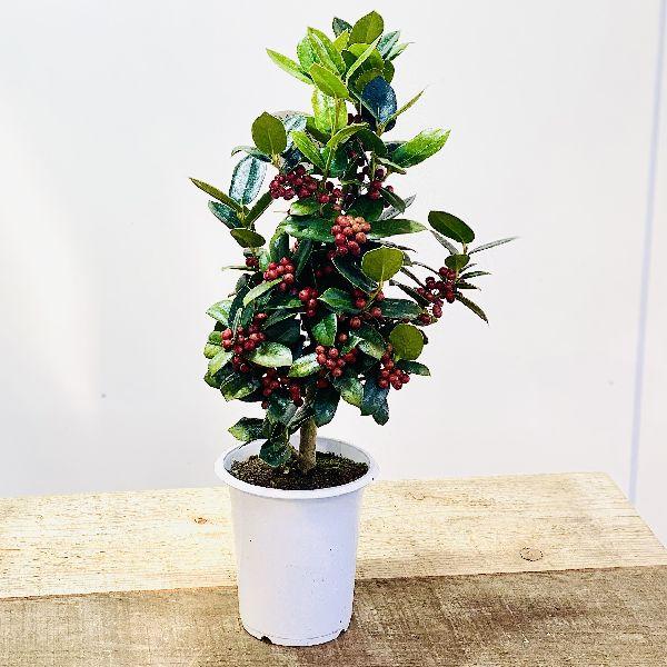 再入荷しました 観葉植物 花木：クリスマスホーリー*チャイニーズ