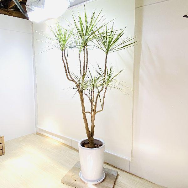 おしゃれ 観葉植物：ドラセナ コンシンネ ホワイボリー*陶器鉢 受皿付