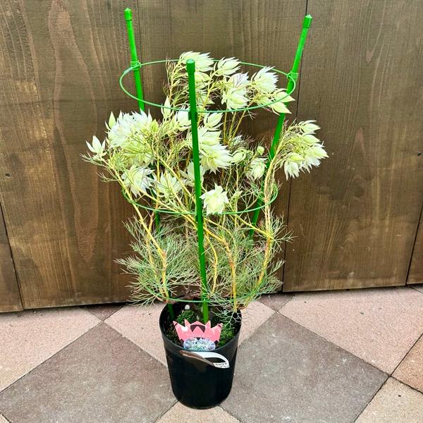 ジョーイセルリア ブラッシングブライド おしゃれ 観葉植物 花苗
