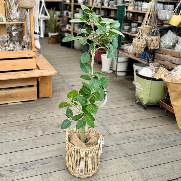 おしゃれ 観葉植物：フィカス ベンガレンシス 鉢カバー＊麻布飾り付