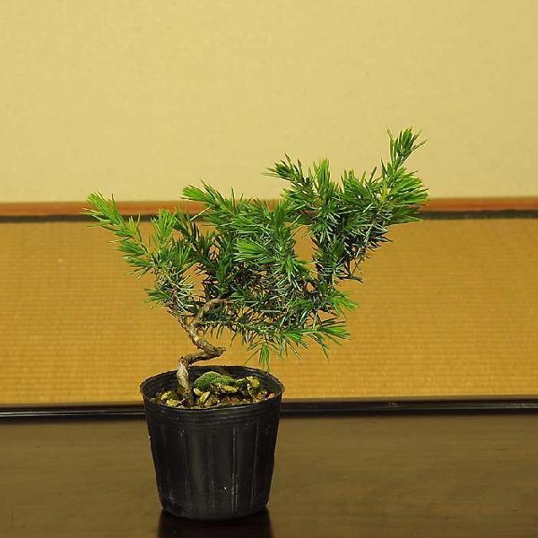 苗：伊勢杜松*いせとしょう/イセトショウ : 遊恵盆栽 Yahoo!店 - 通販
