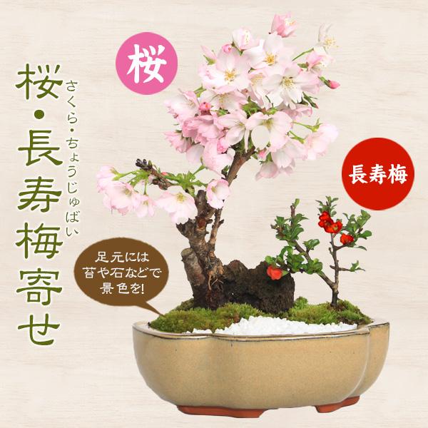 盆栽：桜・長寿梅寄せ植え*(2026年春開花予定) (モッコ桑染色陶器鉢
